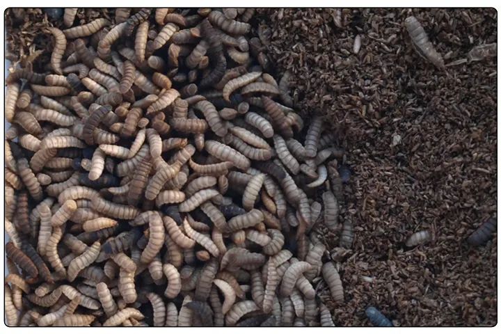 潔匠凈化·的凈工業(yè)除臭劑_黑水虻養(yǎng)殖實(shí)地設(shè)計(jì)除臭方案，工業(yè)除臭劑解決惡臭難題！