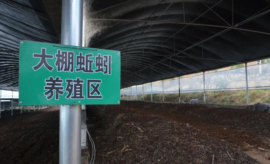 的凈工業(yè)除臭劑高效治理蚯蚓養(yǎng)殖惡臭異味大、牛糞味濃 .jpg