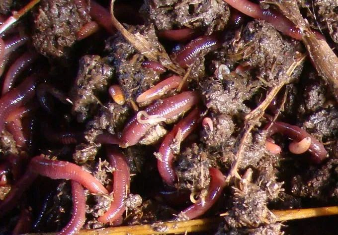 的凈工業(yè)除臭劑高效治理蚯蚓養(yǎng)殖惡臭異味大、牛糞味濃 .jpg