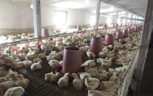 潔匠凈化·的凈工業(yè)除臭劑_養(yǎng)殖場臭氣來源有哪些？