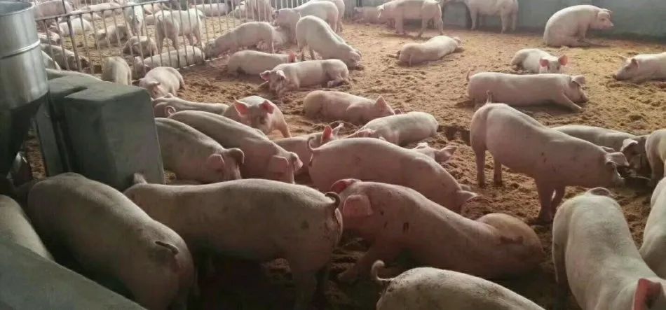 潔匠凈化·的凈工業(yè)除臭劑_養(yǎng)殖場氨氣的危害有哪些？