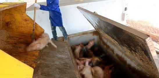 動物無害化處理廠，惡臭異味危害大，<a href='/' style='color: blue;' target='_blank'>工業(yè)除臭劑</a>起作用！.png