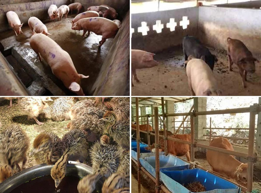 潔匠凈化·的凈工業(yè)除臭劑_夏天高溫，從今年3月底開始，陸續(xù)有養(yǎng)豬場、養(yǎng)雞場、牛圈、羊圈等負(fù)責(zé)人反映異味太大，畜禽胃口變差，而且讓工人難受，急需除臭劑處理。幾個月過去了，根據(jù)客戶們的使用反饋，小匠整理文章，希望我們的產(chǎn)品和方案能幫助到更多企業(yè)！