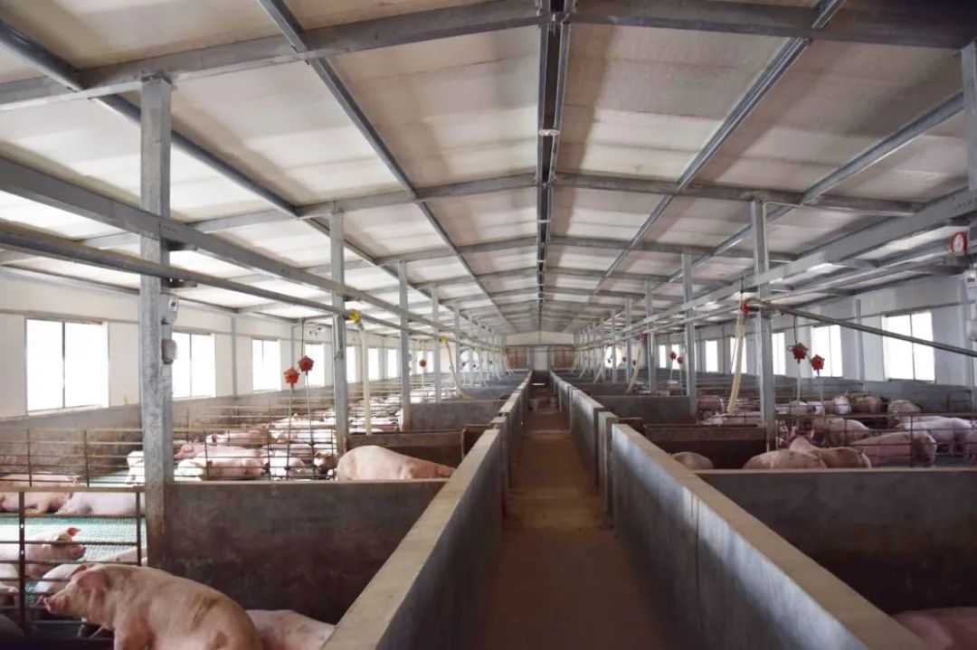 隨著氣溫逐漸升高，不少養(yǎng)豬戶(hù)反映，豬舍臭味越發(fā)濃烈。刺鼻的惡臭異味一方面會(huì)危害畜禽的健康，降低畜禽的抗病能力，容易導(dǎo)致呼吸道疾??；另外一方面還會(huì)影響飼養(yǎng)人員的身心健康，降低人體抵抗力。如何解決？小匠給大家分享6大方法。