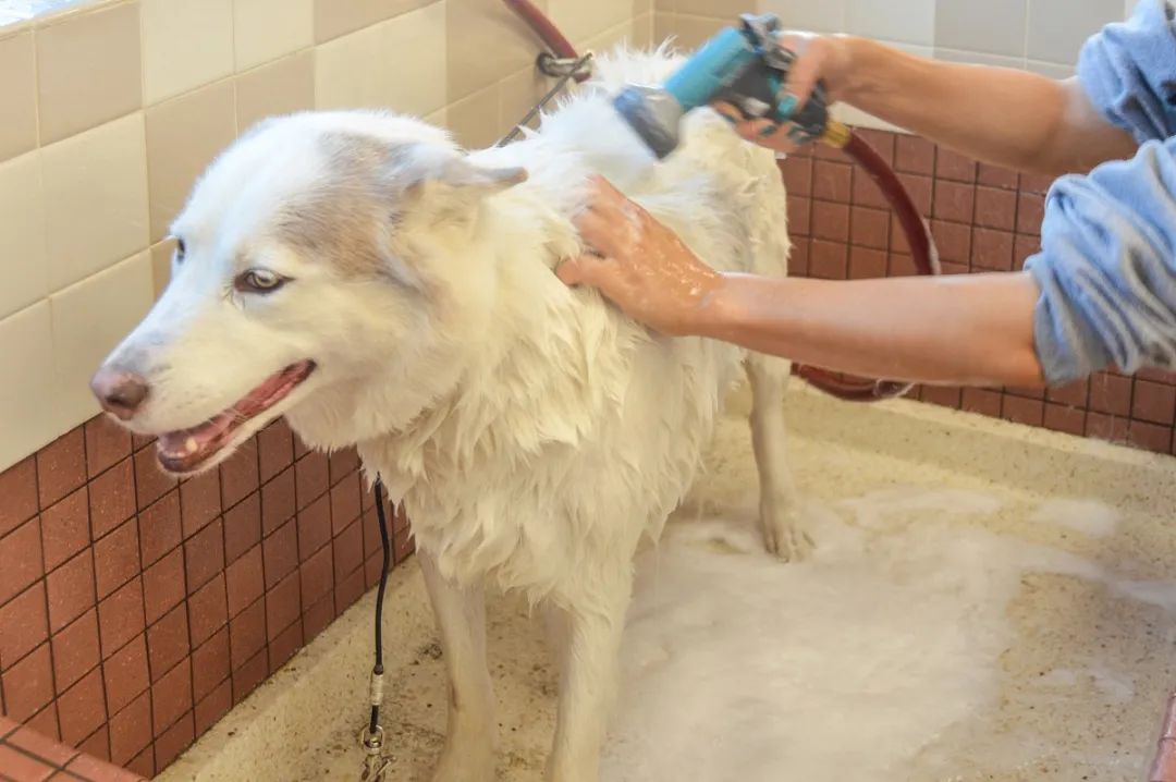 家中寵物需定期消毒，才能有效避免各種細菌滋生和傳播疾?。?></div>
                    </div>
                    <div   id=